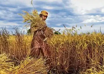 Global Shortages Demand Global Solutions
