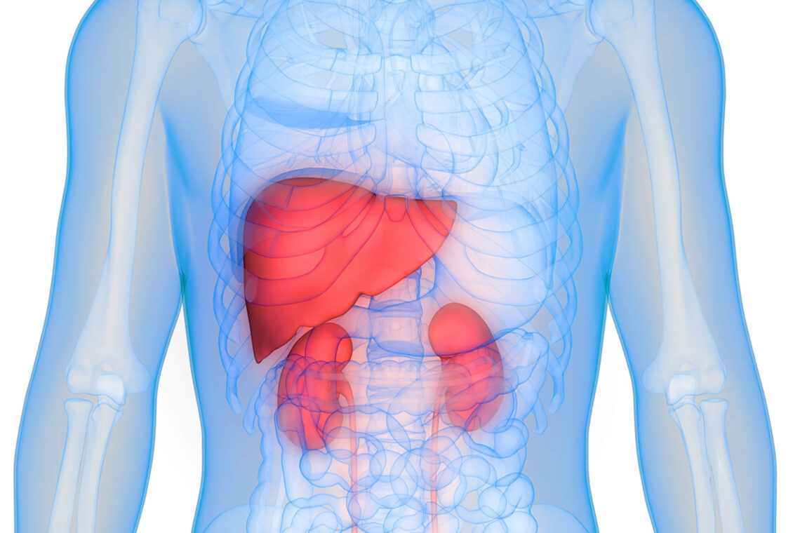 Scientists identify new liver and kidney disease