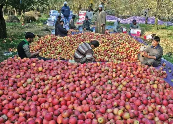 Kashmiri Apple Growers Stare At Losses As Packing Material Cost Increases