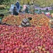 Kashmiri Apple Growers Stare At Losses As Packing Material Cost Increases