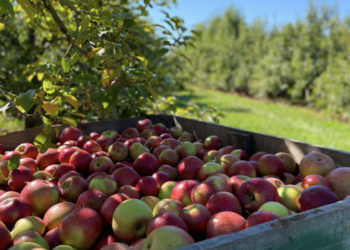 Apple chips and jams: 10 ways you can use apples in your daily diet