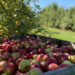 Apple chips and jams: 10 ways you can use apples in your daily diet