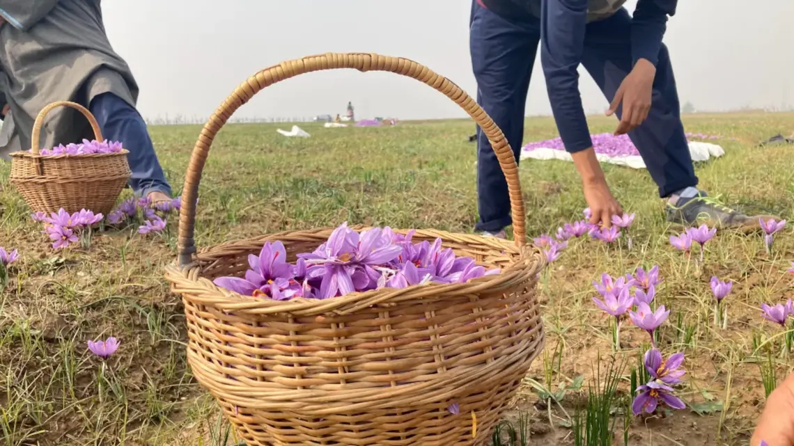 Saffron Production Up 30-40% This Year: Growers
