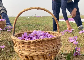 Saffron Production Up 30-40% This Year: Growers