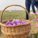 Saffron Production Up 30-40% This Year: Growers