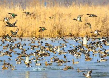 Kashmir wetlands to witness 10 lakh migratory birds this year