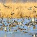 Kashmir wetlands to witness 10 lakh migratory birds this year