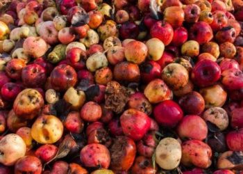 Wildlife Deptt Asks Orchardists To Dump Leftover Apples In Pits