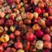Wildlife Deptt Asks Orchardists To Dump Leftover Apples In Pits