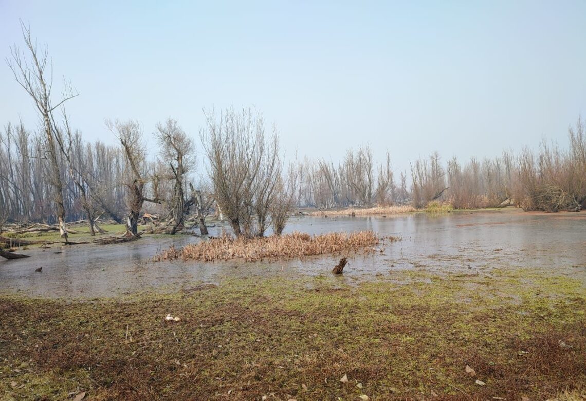 Sopore’s Hygam Wetland Is Dying: Encroachment, Unabated Pollution, Lack of Conservation