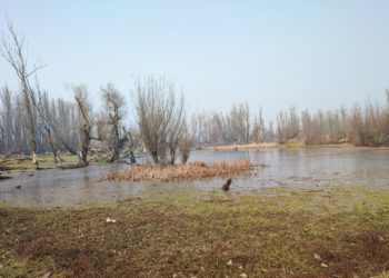 Sopore’s Hygam Wetland Is Dying: Encroachment, Unabated Pollution, Lack of Conservation