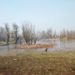 Sopore’s Hygam Wetland Is Dying: Encroachment, Unabated Pollution, Lack of Conservation