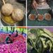 J&K To Push For GI Tagging Of Apple, Harissa, Gustabha, Khanyaari Haakh
