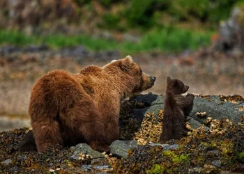 From Plastic To Biryani: Alarming Report Draws Attention To Bears Diet In Kashmir