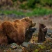 From Plastic To Biryani: Alarming Report Draws Attention To Bears Diet In Kashmir