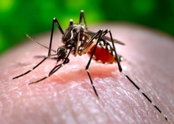 Delhi Reports 262 Dengue Cases In December First Week, Annual Tally Crosses 3800 Mark