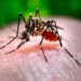 Delhi Reports 262 Dengue Cases In December First Week, Annual Tally Crosses 3800 Mark