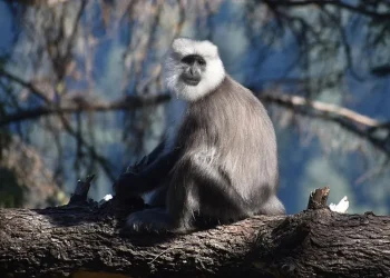 Presence Of Gray Langur Triggers Panic In Sopore, Wildlife Department Issues Advisory