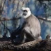 Presence Of Gray Langur Triggers Panic In Sopore, Wildlife Department Issues Advisory