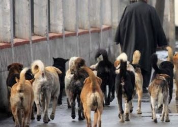 Stray Dog Bites Six People In Budgam