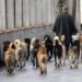 Stray Dog Bites Six People In Budgam