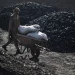 India’s Coal Production Up 16.4% So Far In 2022-23