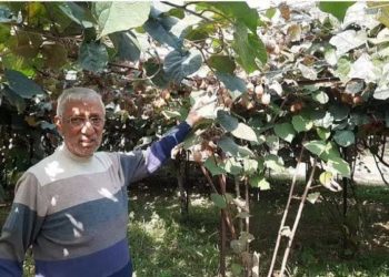 Kashmir’s First Kiwi Grower Is No More