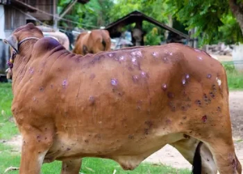 Lumpy Skin Disease: Govt Declares J&K As ‘Free Area’