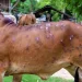 Lumpy Skin Disease: Govt Declares J&K As ‘Free Area’