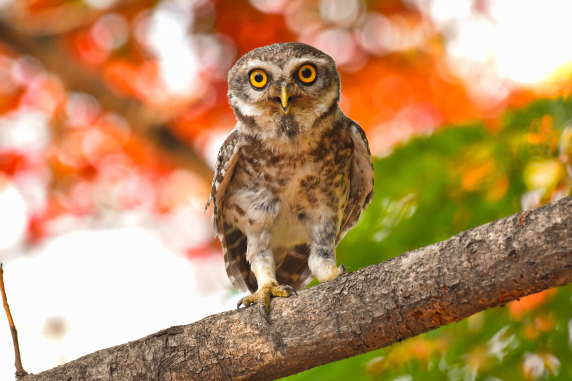 Wildlife Department Warns Against Owl-Capturing
