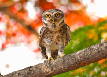 Wildlife Department Warns Against Owl-Capturing