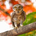 Wildlife Department Warns Against Owl-Capturing