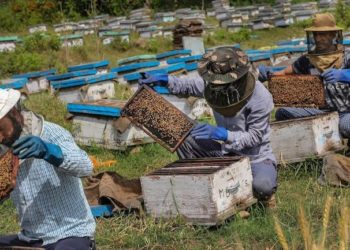 J&K Apiculture Sector Buzzes With Anticipation Of Big Boost To Beekeeping