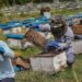 J&K Apiculture Sector Buzzes With Anticipation Of Big Boost To Beekeeping