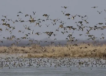 Jammu’s Gharana Wetland To Get Major Facelift To Attract Bird-Lovers