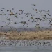 Jammu’s Gharana Wetland To Get Major Facelift To Attract Bird-Lovers