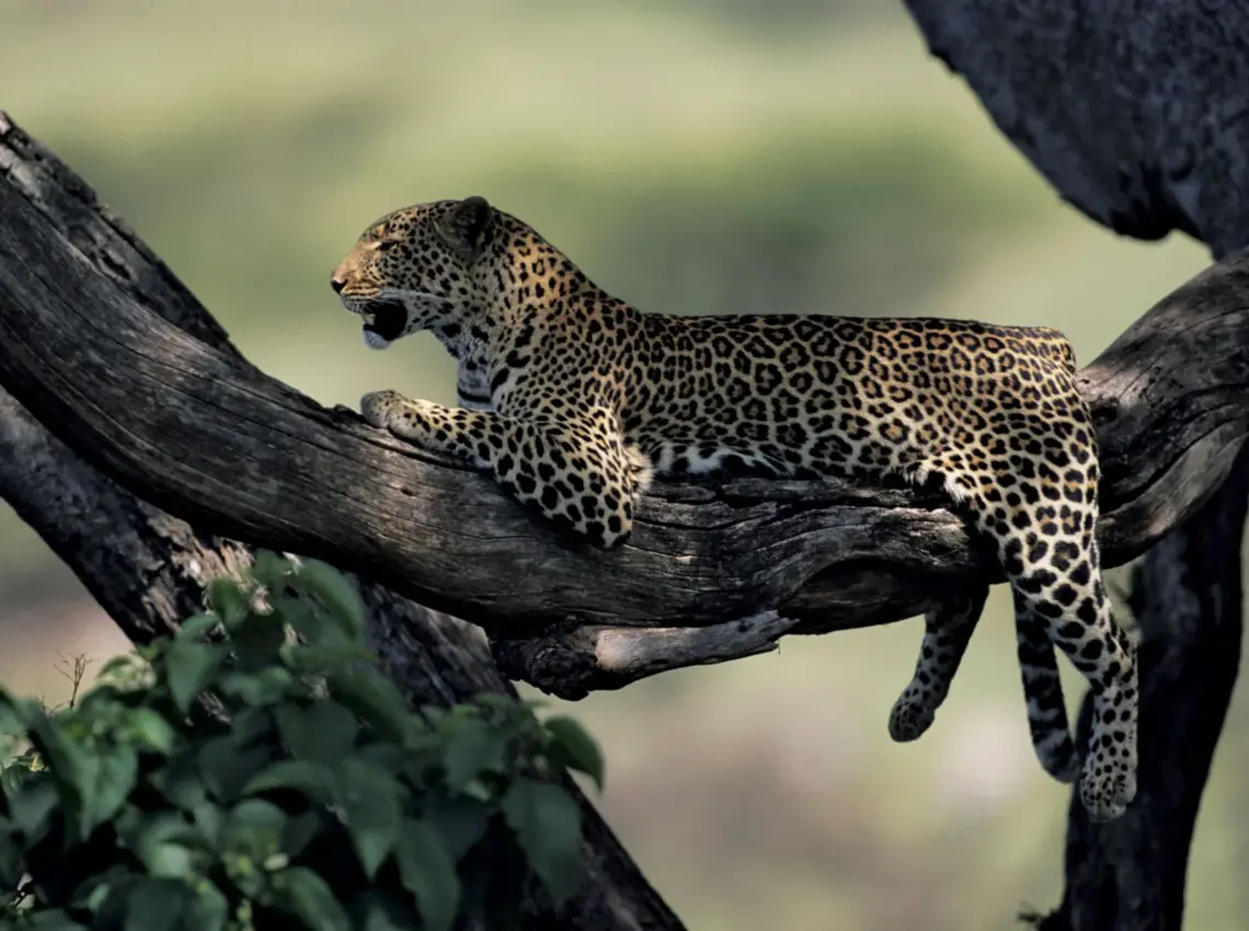 Leopard Spotted In City Outskirts, Caution Sounded