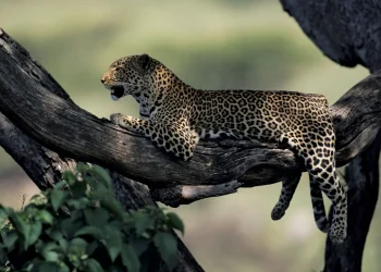Leopard Spotted In City Outskirts, Caution Sounded