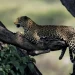 Leopard Spotted In City Outskirts, Caution Sounded