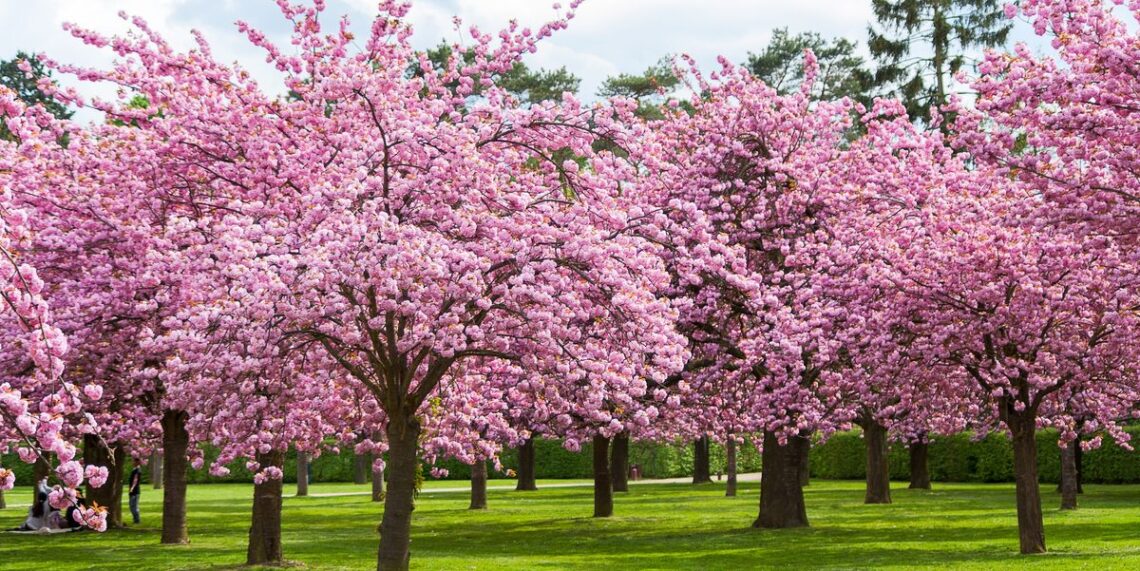 Srinagar To Get Japanese Cherry Blossom Theme Garden