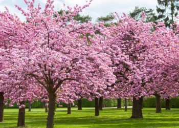 Srinagar To Get Japanese Cherry Blossom Theme Garden