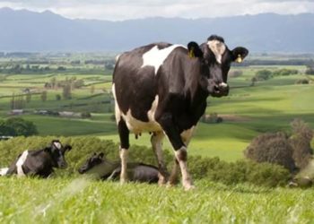 Celebrate February 14 As ‘Cow Hug Day’: Animal Welfare Board Of India