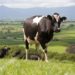 Celebrate February 14 As ‘Cow Hug Day’: Animal Welfare Board Of India