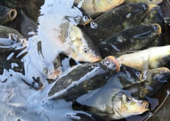 Rs 176 Cr Project Approved To Boost Fish Production Across J&K: Govt
