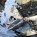 Rs 176 Cr Project Approved To Boost Fish Production Across J&K: Govt