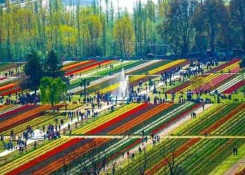 Tulip Garden To Be Thrown Open For Public On March 19