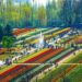 Tulip Garden To Be Thrown Open For Public On March 19