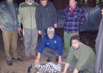 Leopard Dies After Hit By Vehicle In Anantnag