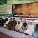 Majlis-E-Ulema Urges Imams To Play Role In Tackling Rising Crimes, Menaces In Valley