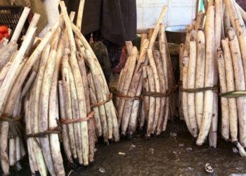 Govt Gives Big Push To Promotion Of Kashmir’s Home-Grown ‘NADRU’  